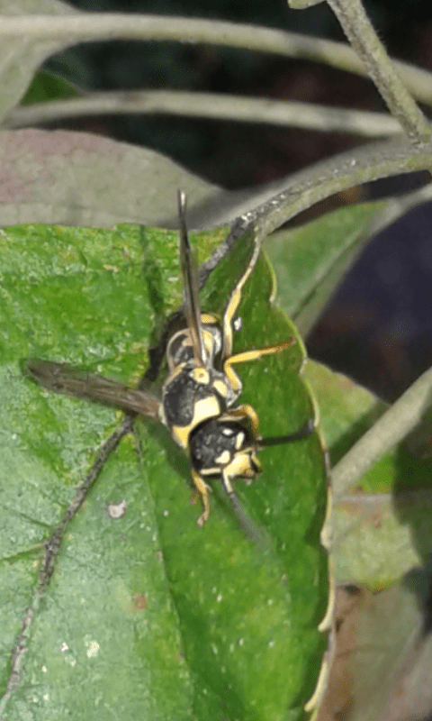 Vespidae Eumeninae : quale genere?